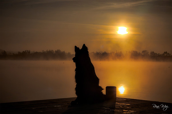 med_Abendstimmung mit Arwen.jpg (600 x 400)